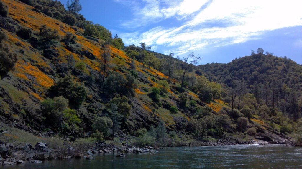 Poppies blooming along the South Fork of the American River