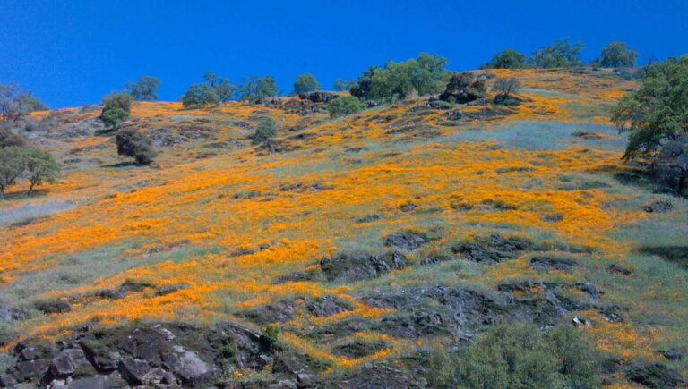 Poppies blooming along the South Fork of the American River